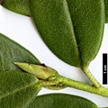 SpeciesSub: var. heliolepis